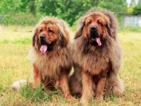 养藏獒是公犬好,还是养母犬好?