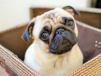 哈巴狗是好的家庭犬吗,公的还是母的适合陪伴孩子?