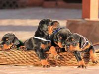 杜宾犬要多少钱一只?(饲养杜宾犬每月的成本开销)