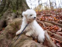 盘点全球出售高质量比熊犬的十大排名地点