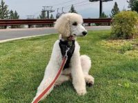 中型贵宾犬要多少钱一只,平均寿命有多长?