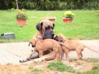 收养一只大丹犬需要花多少钱?(救助站领养大丹犬的5个技巧)