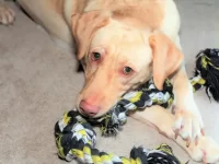 什么是达德利拉布拉多犬?他是什么样子的?