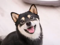 黑柴犬要多少钱一只?成年后能有多大?