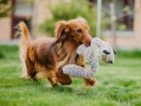 长毛腊肠犬要多少钱一只?(饲养长毛腊肠犬的成本开销)