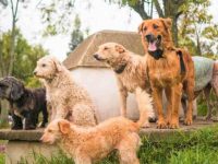 为什么人们要把他们的狗送去收养或救助站?