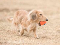什么是英国奶油腊肠犬,样貌特征长什么样?