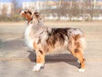 为什么要给澳大利亚牧羊犬断尾,断尾要花多少钱?