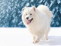 萨摩耶犬男性与女性平均身高和体重的对照表