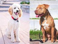 什么是比特犬贵宾犬混种?(比特犬贵宾犬杂交的历史和起源)