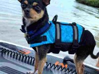 鹿腿吉娃娃多少钱一只?(鹿腿吉娃娃的寿命有多长)