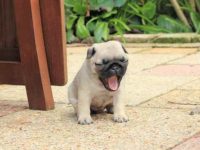 购买一只茶杯哈巴狗要多少钱?