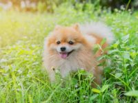 盘点全球出售高质量博美犬的十大排名地点