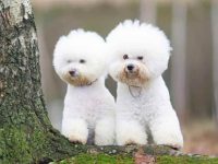 比熊犬狗公的好还是母的好?(雄性比熊犬与雌性的6大区别)