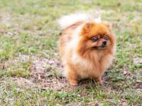 什么是泰迪熊博美犬,外观长什么样?