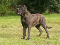 雄性獒犬和雌性獒犬看家门哪个好?看完你就有答案!