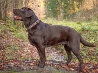 巧克力拉布拉多幼犬多少钱一只?(巧克力色拉布拉多犬的寿命多长)