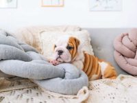 茶杯英国斗牛犬要多少钱一只?