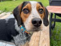 蓝蜱比格犬要多少钱一只?(蓝蜱比格犬的寿命一般是多久)