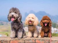 收养一只贵宾犬需要花多少钱?