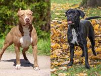 什么是卡斯罗斗牛犬混种?(卡斯罗斗牛犬杂交的历史和起源)