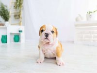 茶杯斗牛犬存在吗?茶杯英国斗牛犬的历史和起源!