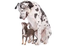 什么是大丹犬吉娃娃混种?(吉娃娃大丹犬杂交的起源和历史)