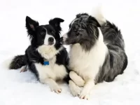 边境牧羊犬公的好还是母的好?养起来有什么区别