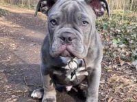 斗牛犬适合独自留在院子里吗?主人需要进行哪些考虑?赶紧收藏吧!