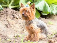 盘点有关约克夏犬最佳的10个救援领养地点