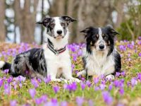 边境牧羊犬只有黑色和白色吗,边牧的颜色有几种?