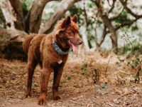 什么是棕色哈士奇,寿命有多长?