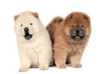 松狮犬最稀有和最常见的是什么颜色,如何辨别纯种松狮犬?