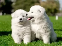 萨摩耶犬长大后会变色吗?(萨摩耶保持毛发洁白的秘决)