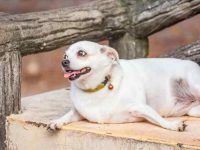 吉娃娃太胖了怎么减肥?(肥胖的吉娃娃每天应该吃多少食物)