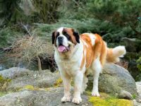 圣伯纳犬的标准颜色是什么?(圣伯纳犬颜色超全合集)