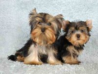 约克夏犬公的好还是母的好,养起来有什么区别?