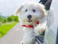 盘点有关卷毛比熊犬最佳的10个救援领养地点