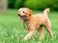 盘点有关贵宾犬最佳的10个救援领养地点