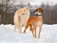 长鼻子的狗品种有哪些?(盘点世界上公认长鼻犬品种大全)