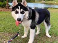 萨摩耶哈士奇混血要多少钱?(萨摩耶哈士奇杂交的优缺点)