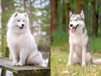 什么是萨摩耶哈士奇种?(萨摩耶哈士奇杂交的历史和起源)