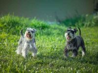 雄性迷你雪纳瑞和雌性迷你雪纳瑞有什么区别,看完你就有答案!