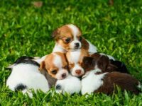 吉娃娃要多少钱一只?(购买与领养吉娃娃狗狗的方法)