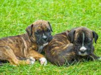 拳师犬有哪些知名犬舍?(盘点全球出售拳师犬优质犬舍名单)