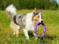 收养一只边境牧羊犬需要花多少钱?获得救援机构批准收养技巧!