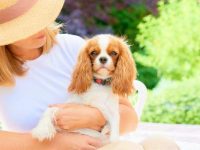 盘点有关查理王小猎犬救援领养最佳的10个地点