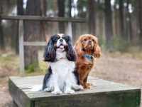 骑士查理王小猎犬公的好还是母的好,养起来有什么区别?