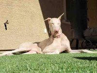 什么是白色杜宾犬和白化杜宾犬?它们是一样的吗?