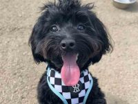 黑马尔济斯犬要多少钱一只?(黑色马尔济斯犬是稀有品种吗?)